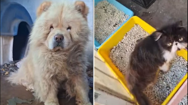 Criadero clandestino en La Plata: rescatan 11 animales y encuentran mascotas muertas