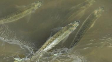 Plan Pejerrey: el CONICET y la UNLP repoblarán tres lagunas bonaerenses