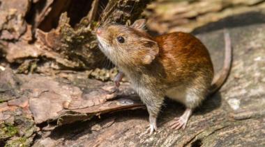 Hantavirus: confirman tercera muerte en la Provincia