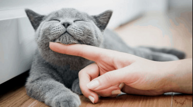 Día Internacional del Gato: por qué se celebra cada 20 de febrero y cuál es su origen