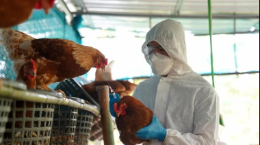 Preocupación sanitaria: confirman un nuevo caso de gripe aviar en Lobos