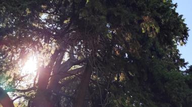 La Plata se prepara para un lunes pesado: la combinación de calor y humedad que viene