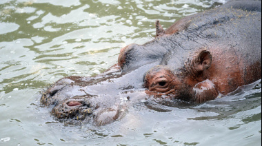 Murió Hipólito, el histórico hipopótamo del Bioparque La Plata