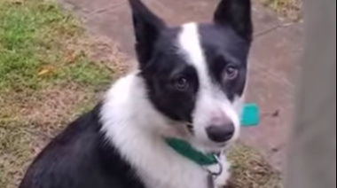 Villa Elisa: buscan una familia para Benito, el perro del jubilado asesinado