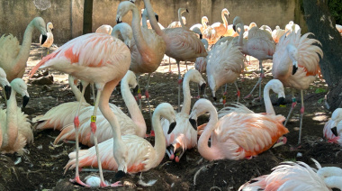 Bioparque La Plata: nacieron siete flamencos australes y planean reintroducirlos
