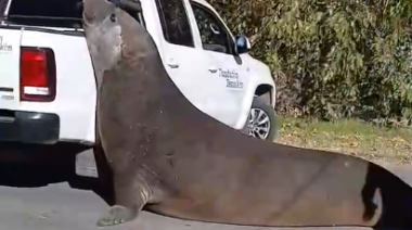 Sorpresa en Ensenada por la aparición de un enorme elefante marino