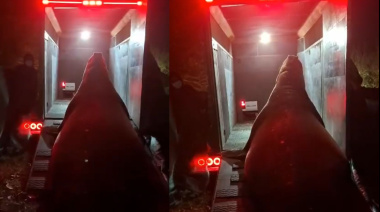Lograron rescatar y liberar al elefante marino que apareció en Ensenada