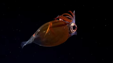 La UNLP participará de una nueva expedición al océano profundo en el Mar Argentino