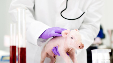 Nació el primer cerdo modificado genéticamente para futuros trasplantes en humanos