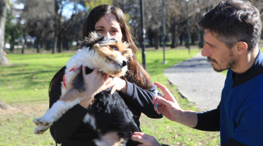 Vacunación antirrábica gratuita en Plaza Rocha: cuándo y dónde llevar a perros y gatos