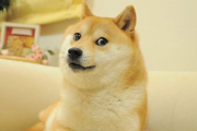 Murió Kabosu: la famosa perra del meme