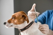 Vacunación gratuita para perros y gatos en PLaza Moreno