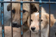 Reabren en La Plata una fiscalía especializada en maltrato animal