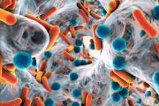Tuberculosis: en los últimos cinco años los casos crecieron un 65% en Argentina