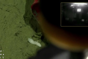 VIDEO: investigadora de la UNLP festeja en vivo un descubrimiento en el cañón submarino de Mar del Plata
