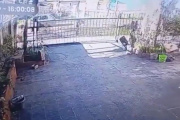 Arrastró a un perro con el auto en La Plata: fue filmada, denunciada y el animal está internado