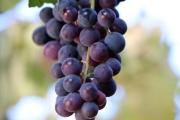 Tierra de Vino y Cultura: el encuentro imperdible en la Casa de Cultura