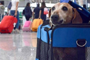 El Gobierno reguló el traslado de mascotas en micros y trenes de larga distancia