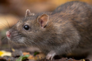 Provincia de Buenos Aires en alerta por hantavirus: cuatro muertes y bloqueo sanitario