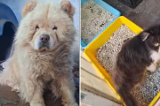 Criadero clandestino en La Plata: rescatan 11 animales y encuentran mascotas muertas