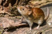 Hantavirus: confirman tercera muerte en la Provincia