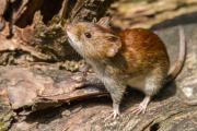 La Plata concentró en 2025 la mayor cantidad de casos de hantavirus