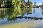 El increíble hallazgo en el Lago del Bosque de La Plata que recorre el mundo