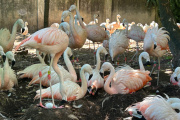 Bioparque La Plata: nacieron siete flamencos australes y planean reintroducirlos