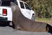 Sorpresa en Ensenada por la aparición de un enorme elefante marino
