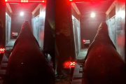 Lograron rescatar y liberar al elefante marino que apareció en Ensenada