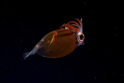 La UNLP participará de una nueva expedición al océano profundo en el Mar Argentino
