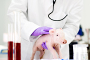 Nació el primer cerdo modificado genéticamente para futuros trasplantes en humanos