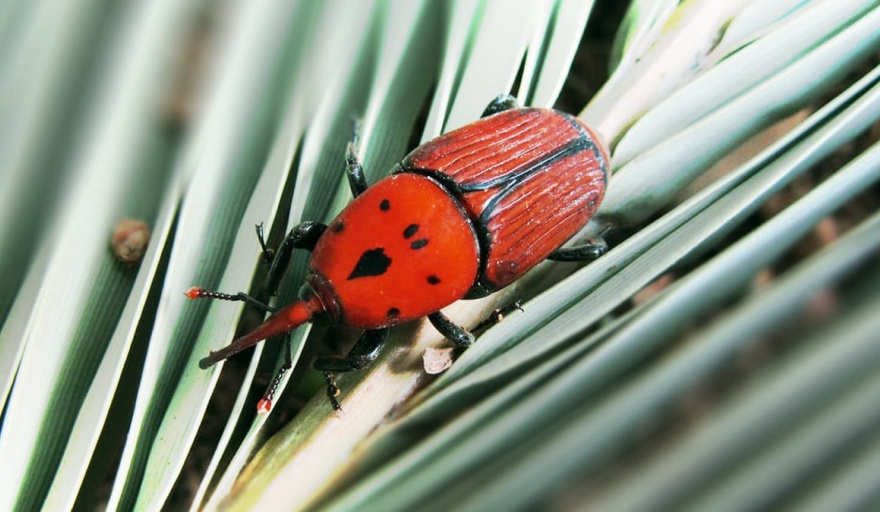 Alerta: confirmaron la presencia de picudo rojo en palmeras de la Isla Martín García